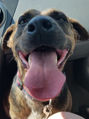 Abby, an adoptable Mixed Breed, Plott Hound in Tulsa, OK, 74152 | Photo Image 2