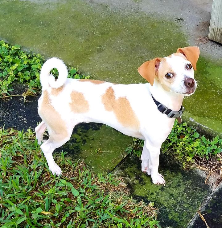 Dog For Adoption Buddy A Special Case A Jack Russell