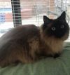 petfinder ragdoll