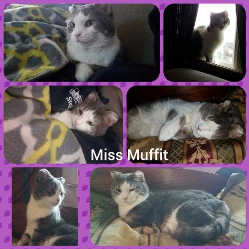 Miss. Muffit (munchkin legs) 1