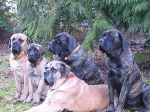 MEET MORE MASTIFFS!, Adult Male unknown