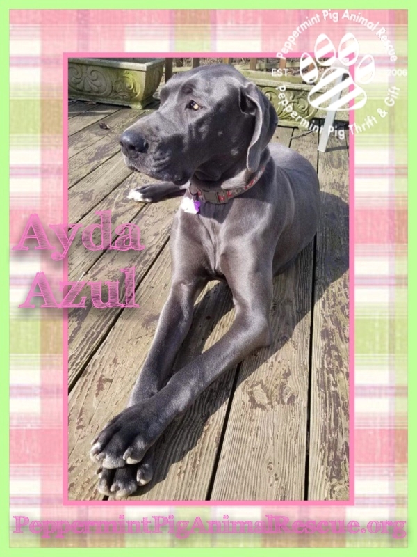 Ayda Azul Adoption Pending detail page