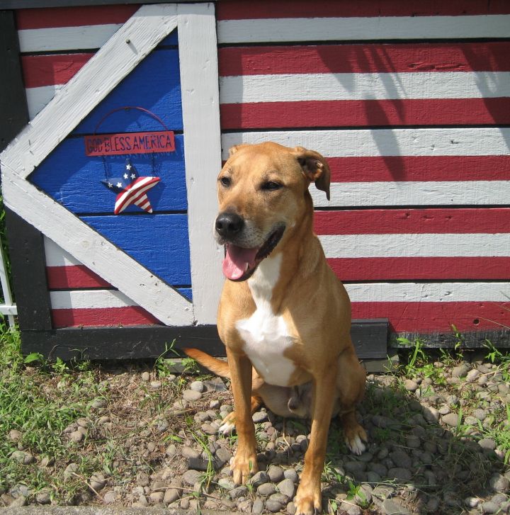 Lab retriever hot sale hound mix