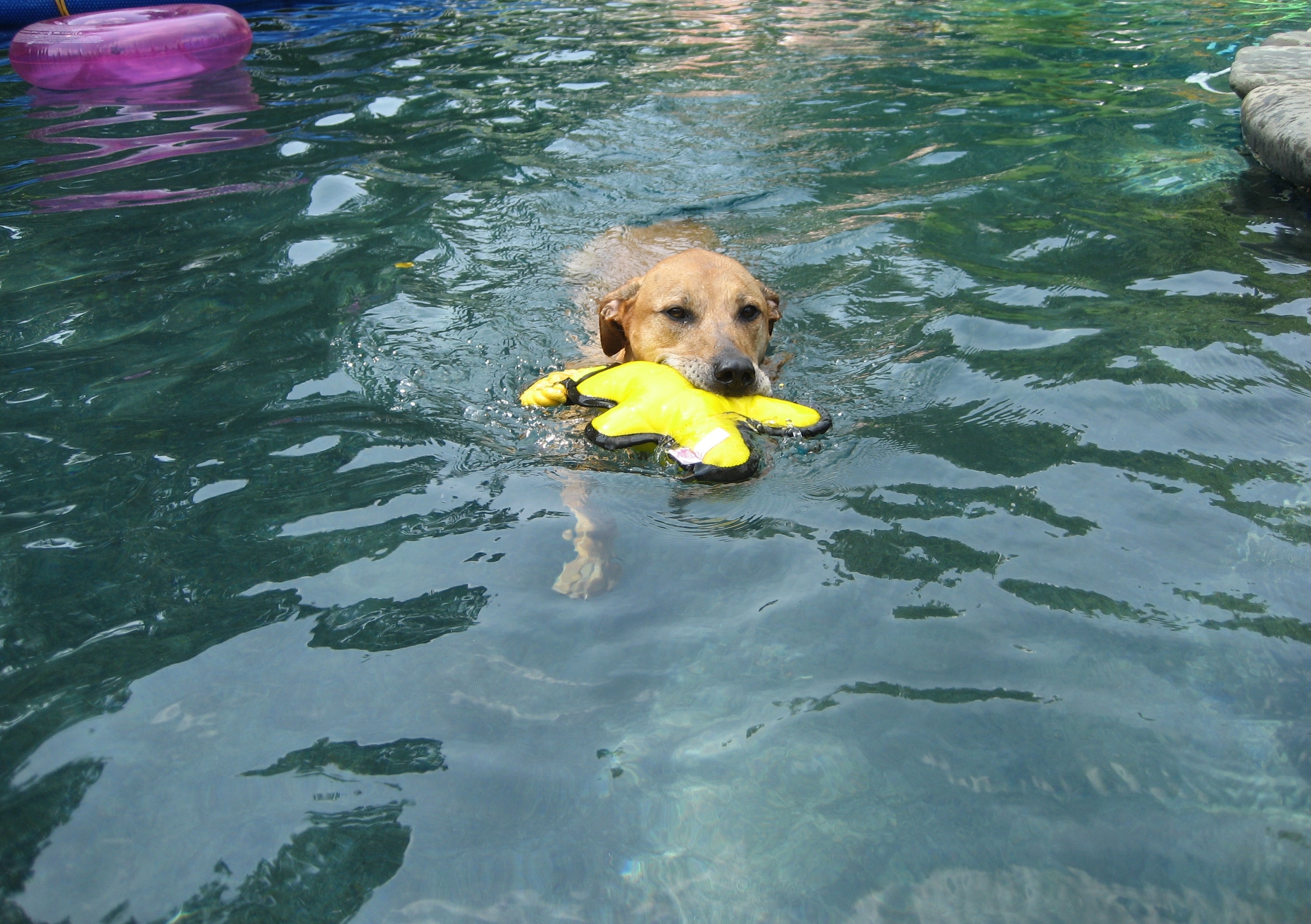 BlueBarry, an adoptable Labrador Retriever, Hound in Montclair, NJ, 07043 | Photo Image 5