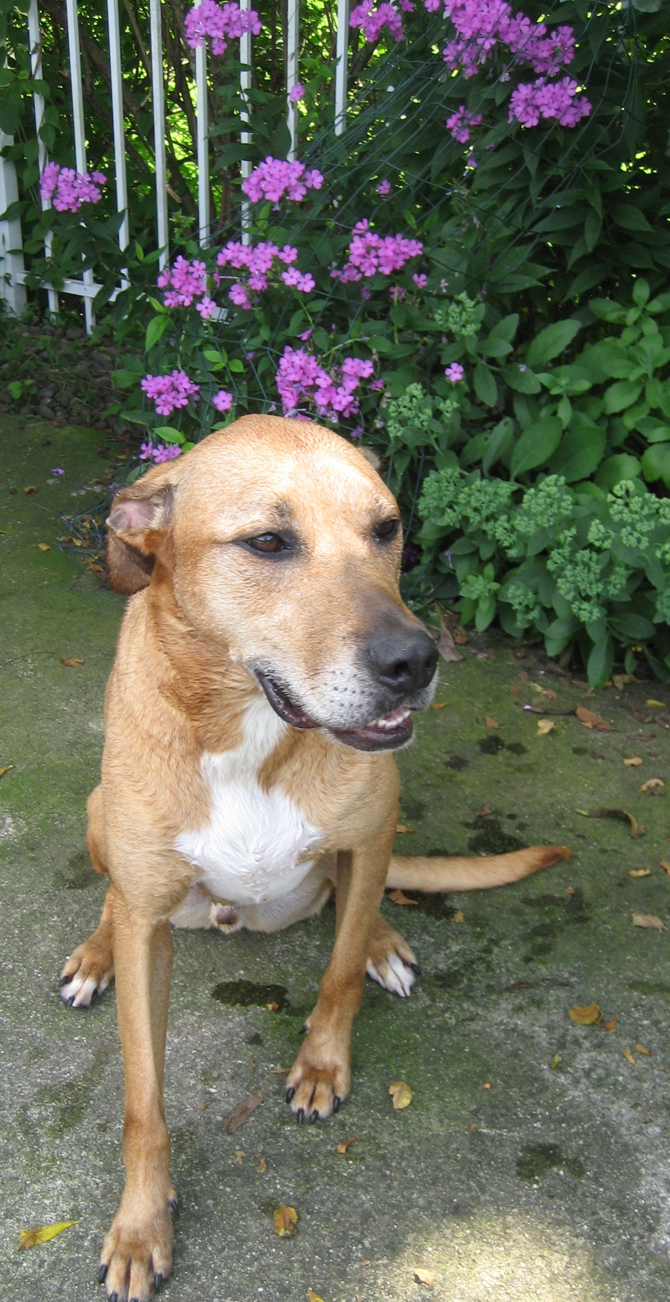 BlueBarry, an adoptable Labrador Retriever, Hound in Montclair, NJ, 07043 | Photo Image 6