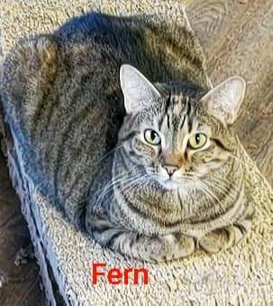FERN, an adoptable Domestic Short Hair in Macon, GA, 31220 | Photo Image 5