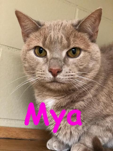 Mya! Colony Cat! 1