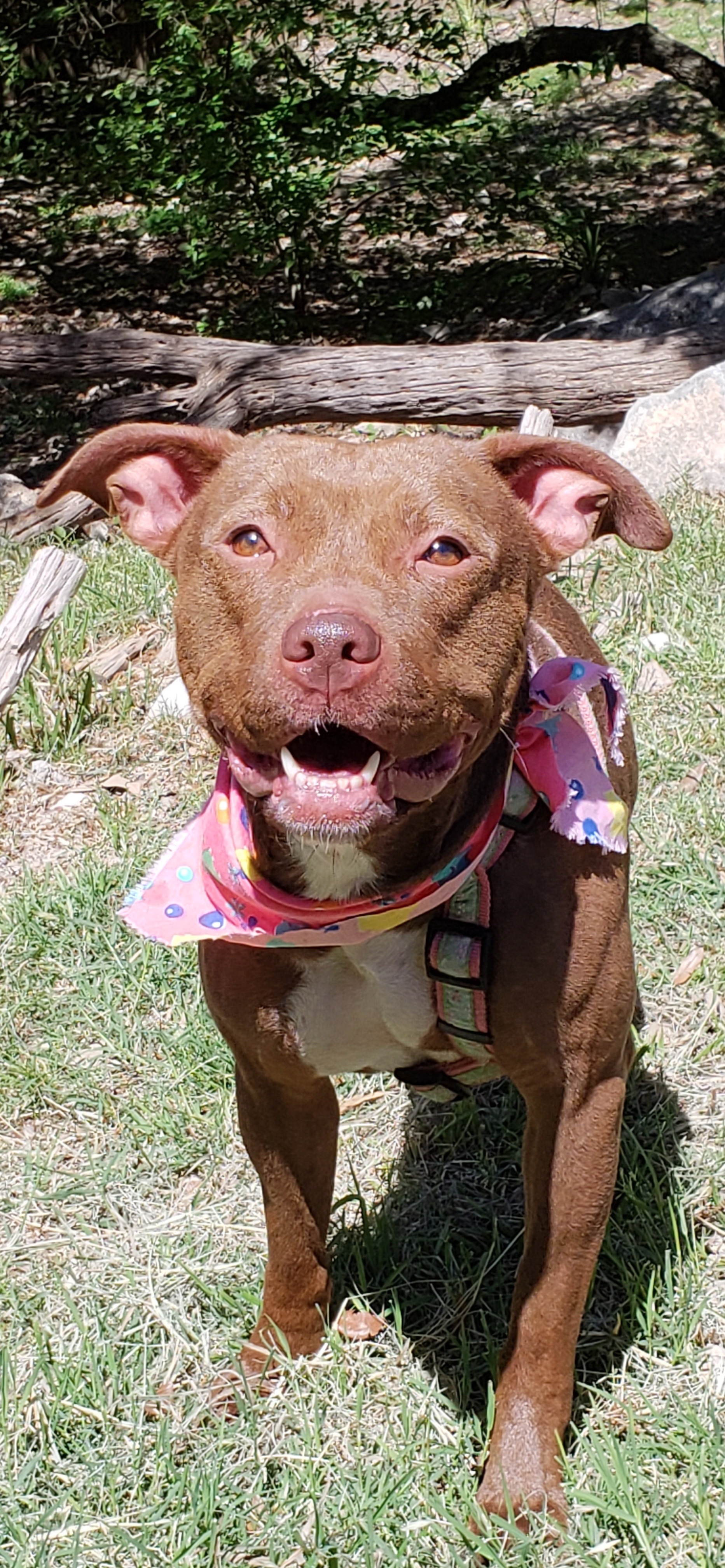 Stevie, an adoptable Pit Bull Terrier in Lago Vista, TX, 78645 | Photo Image 3