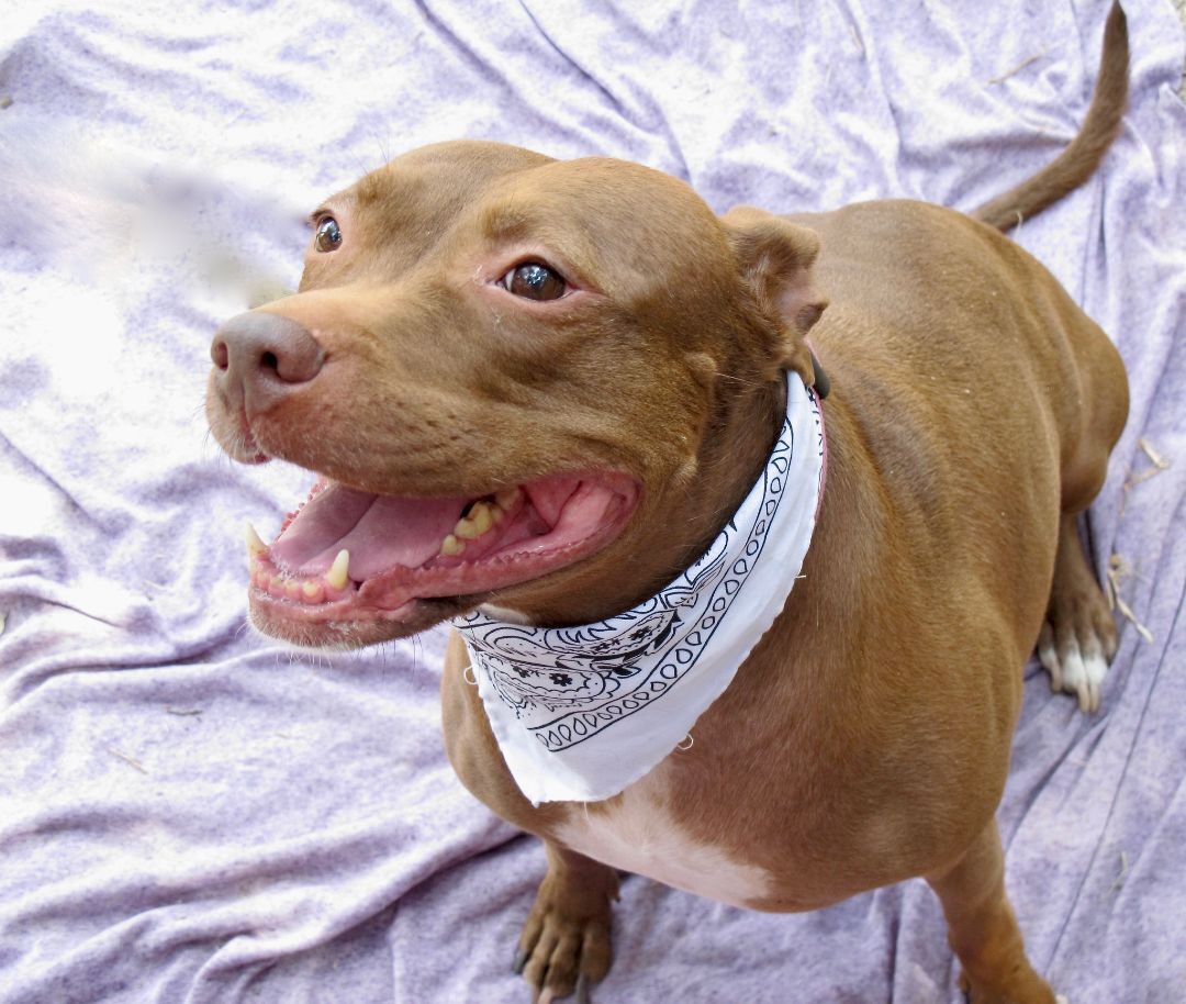 Stevie, an adoptable Pit Bull Terrier in Lago Vista, TX, 78645 | Photo Image 1