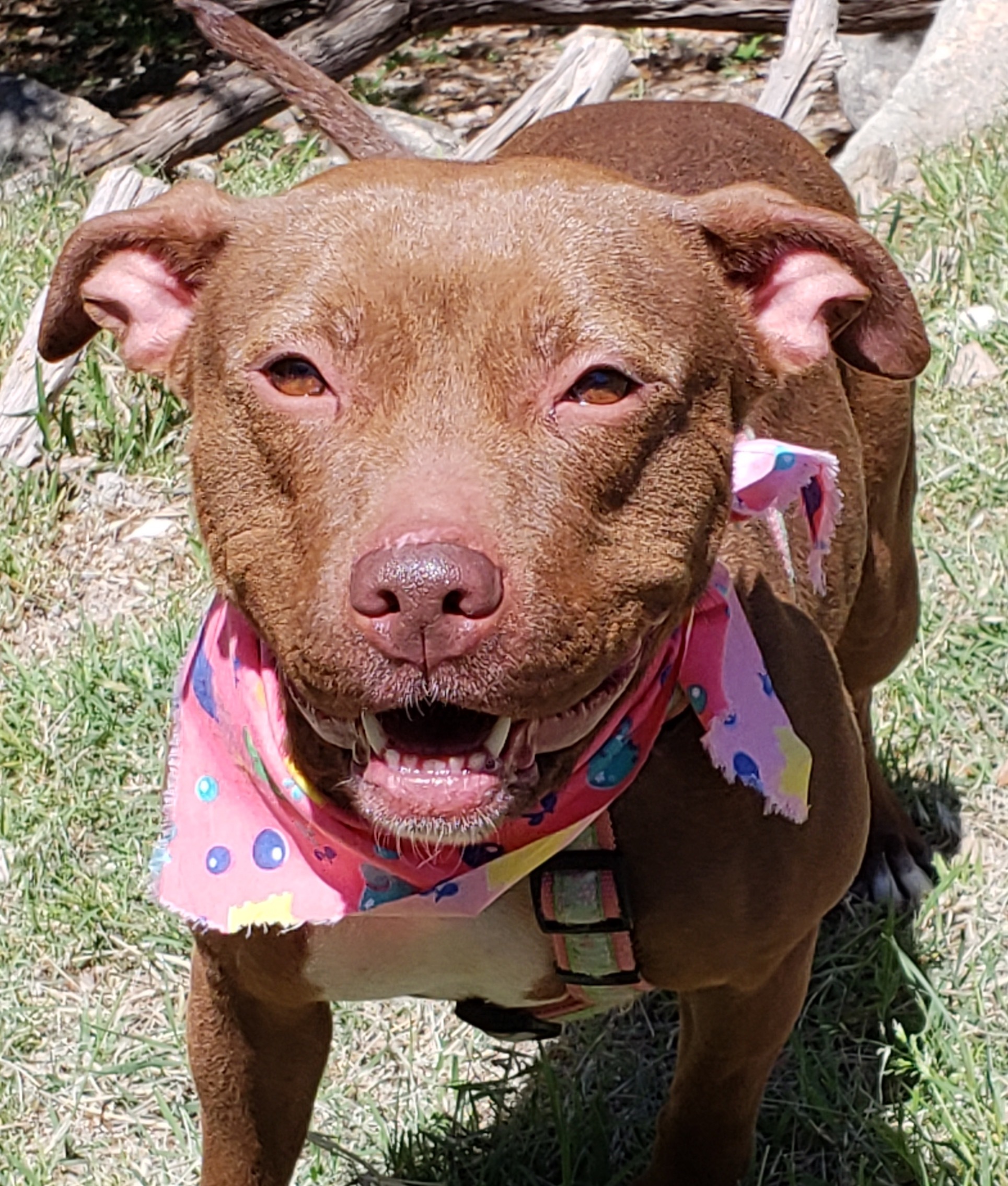 Stevie, an adoptable Pit Bull Terrier in Lago Vista, TX, 78645 | Photo Image 4