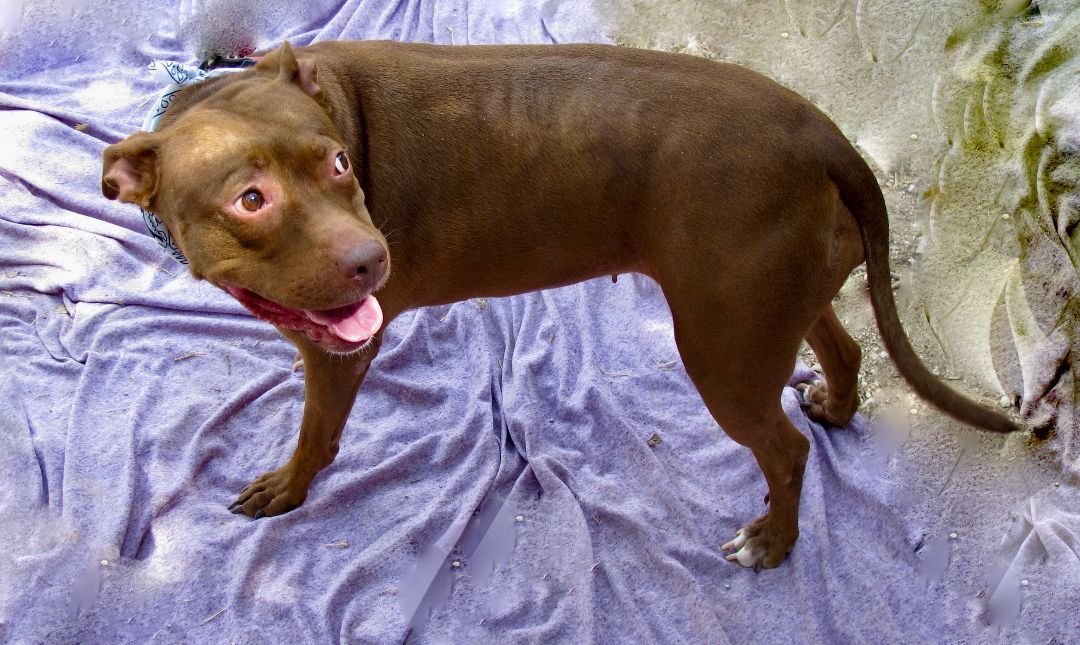 Stevie, an adoptable Pit Bull Terrier in Lago Vista, TX, 78645 | Photo Image 5