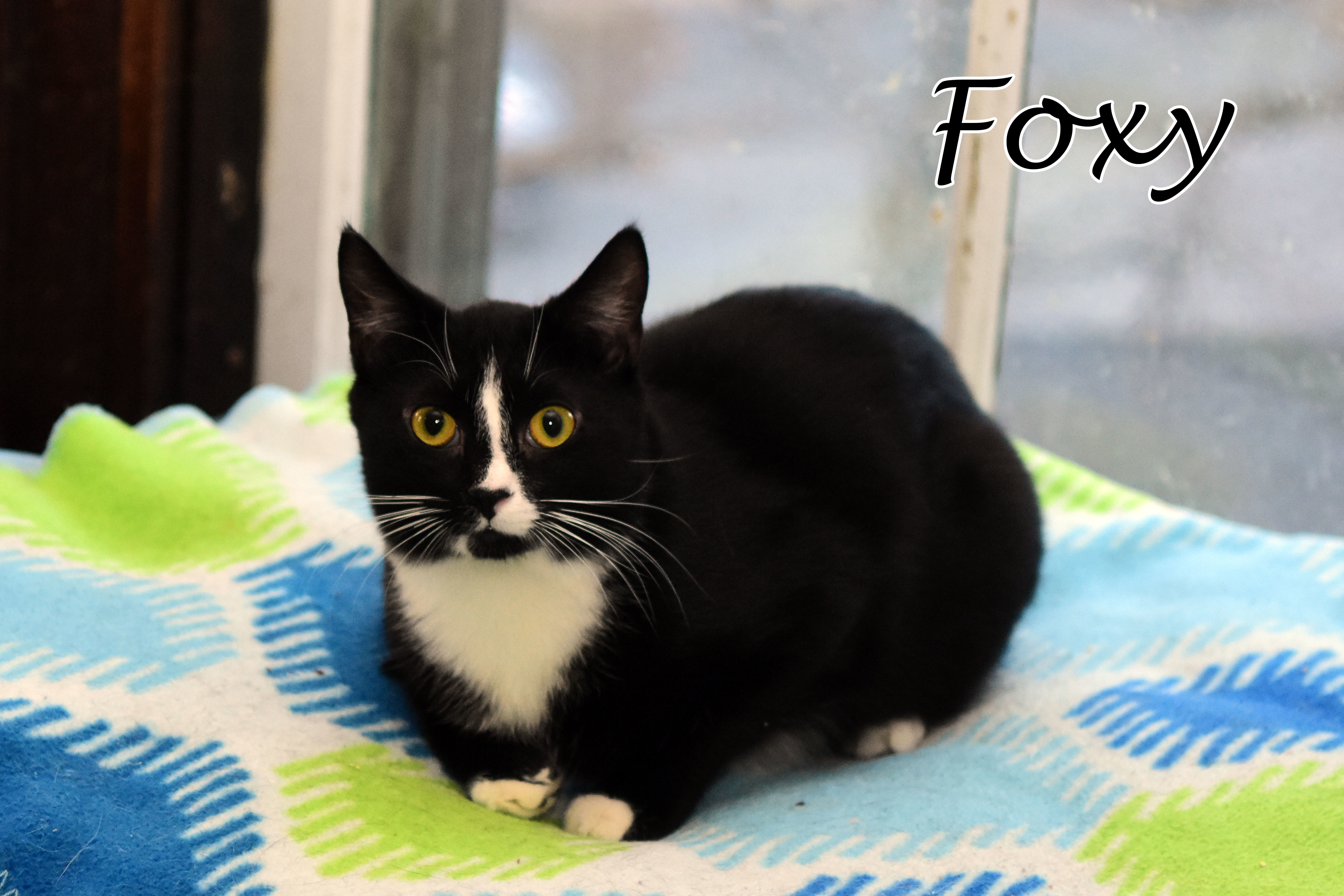 Mr Fox, an adoptable Domestic Short Hair in Little Falls, NY, 13365 | Photo Image 2