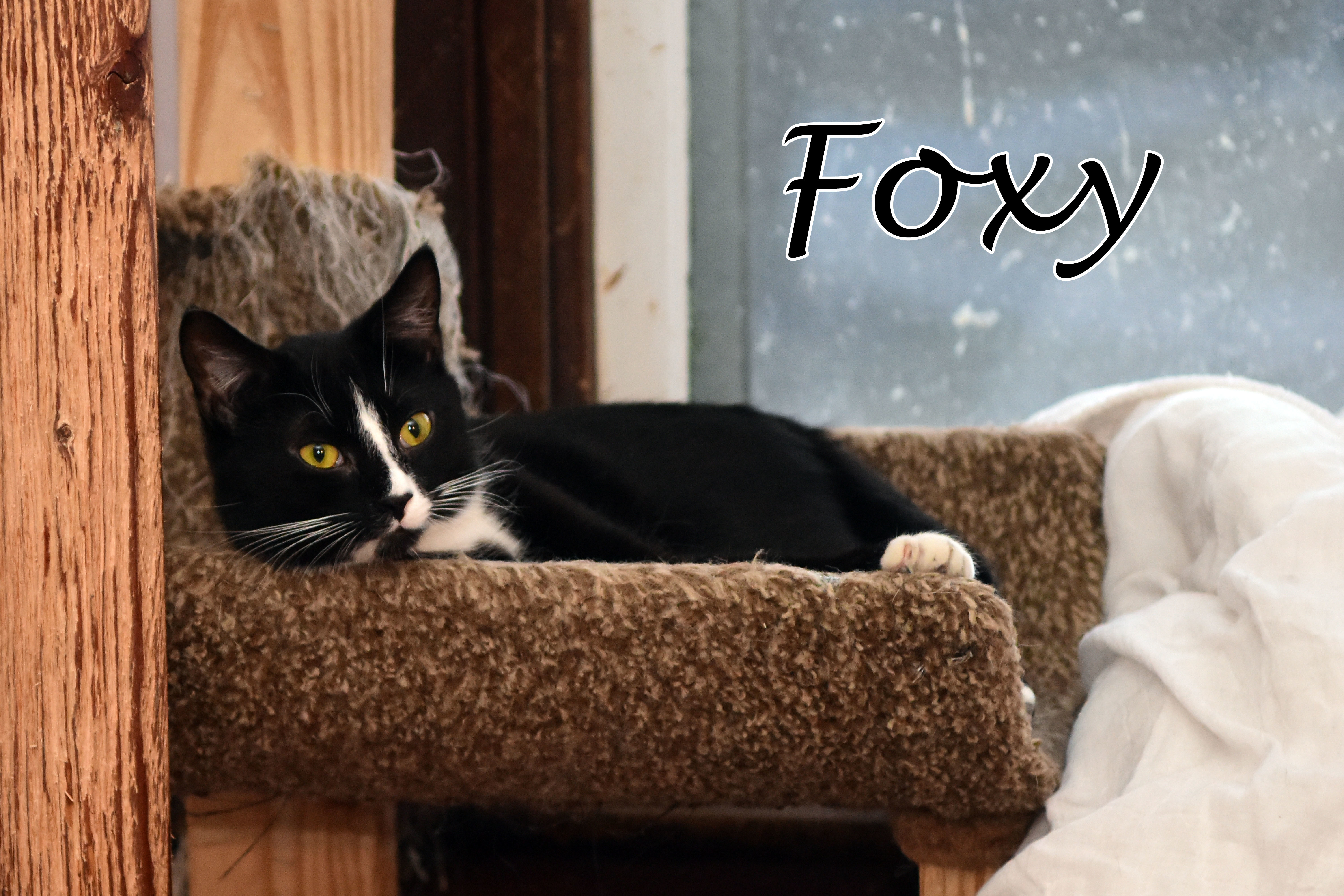 Mr Fox, an adoptable Domestic Short Hair in Little Falls, NY, 13365 | Photo Image 3