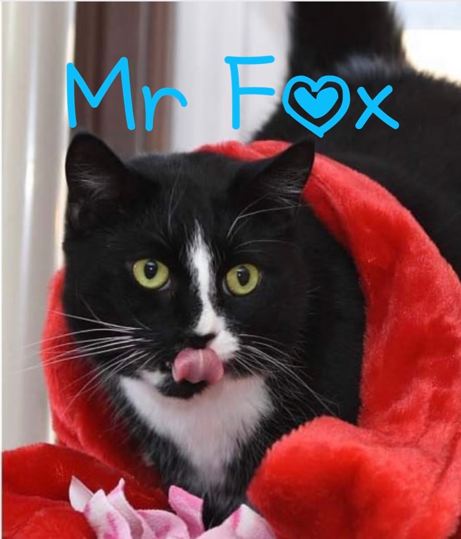 Mr Fox, an adoptable Domestic Short Hair in Little Falls, NY, 13365 | Photo Image 4