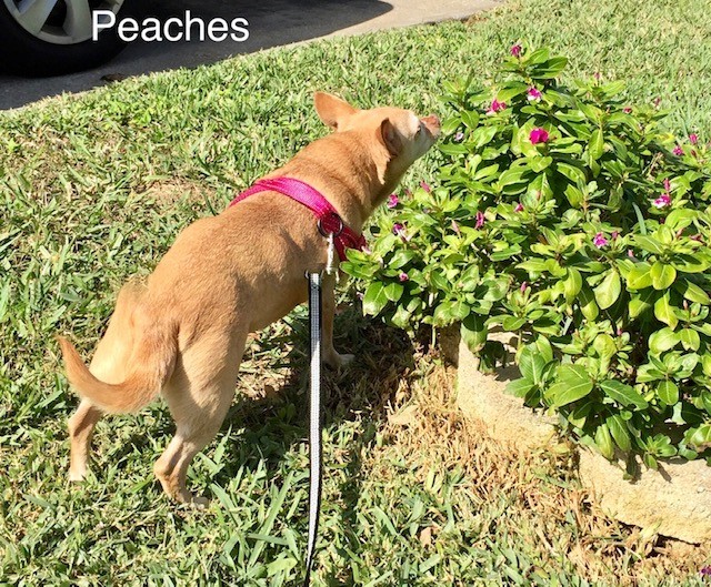 Peaches 2