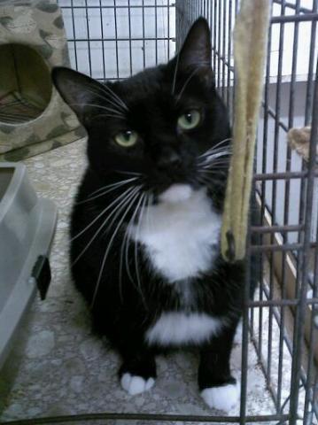 Mouse, an adoptable Tuxedo in Dallas, PA, 18612 | Photo Image 1