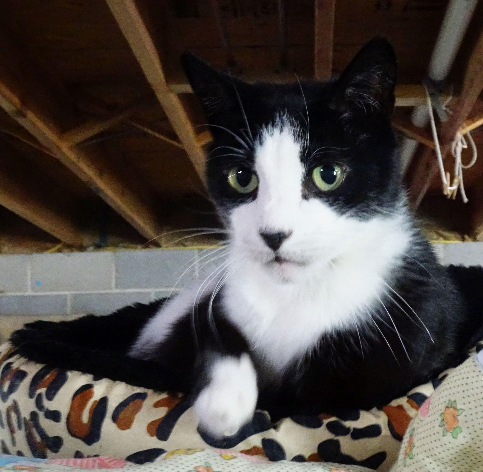 Henry, an adoptable Domestic Short Hair in Penndel, PA, 19047 | Photo Image 1