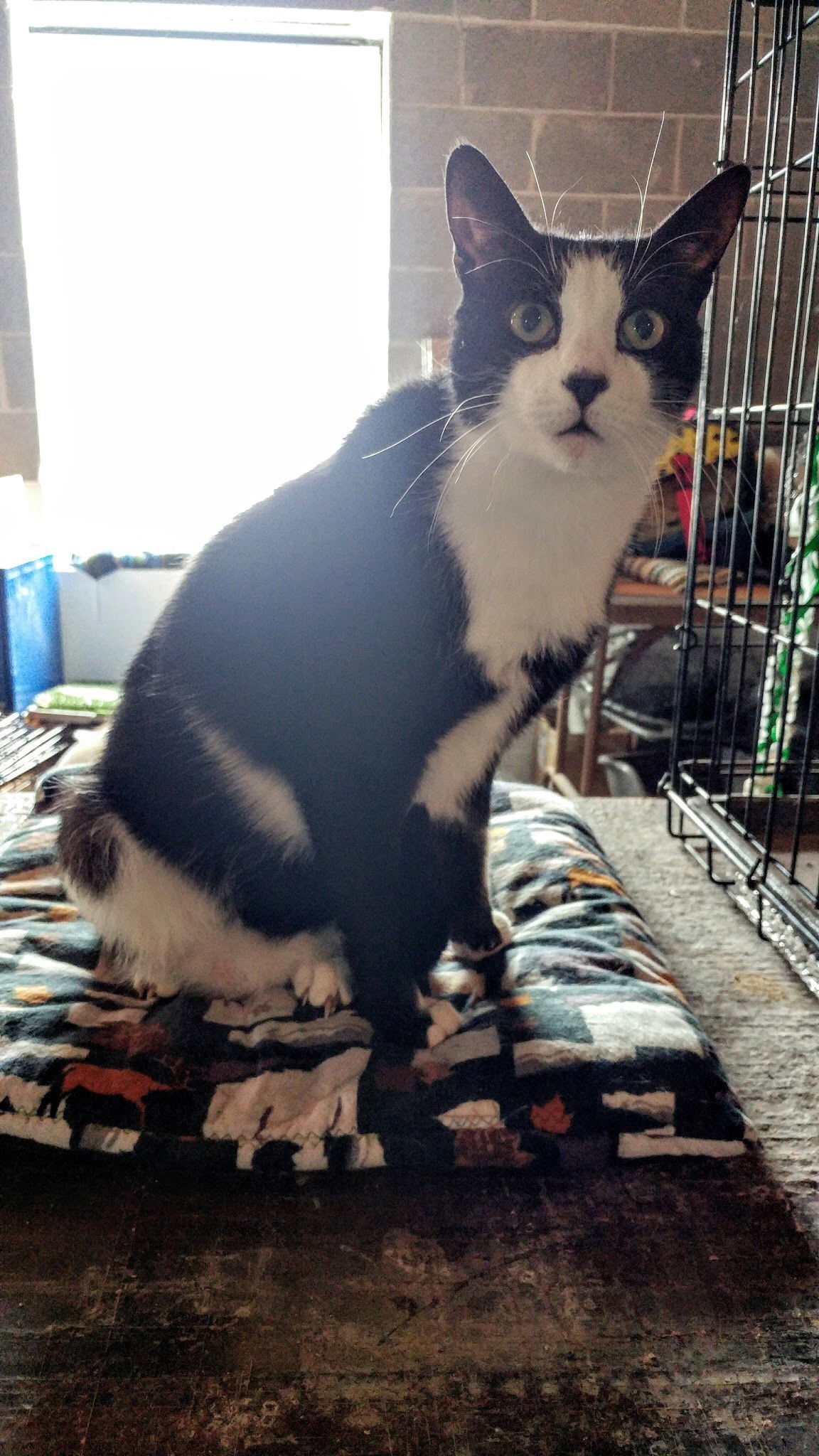 Henry, an adoptable Domestic Short Hair in Penndel, PA, 19047 | Photo Image 3