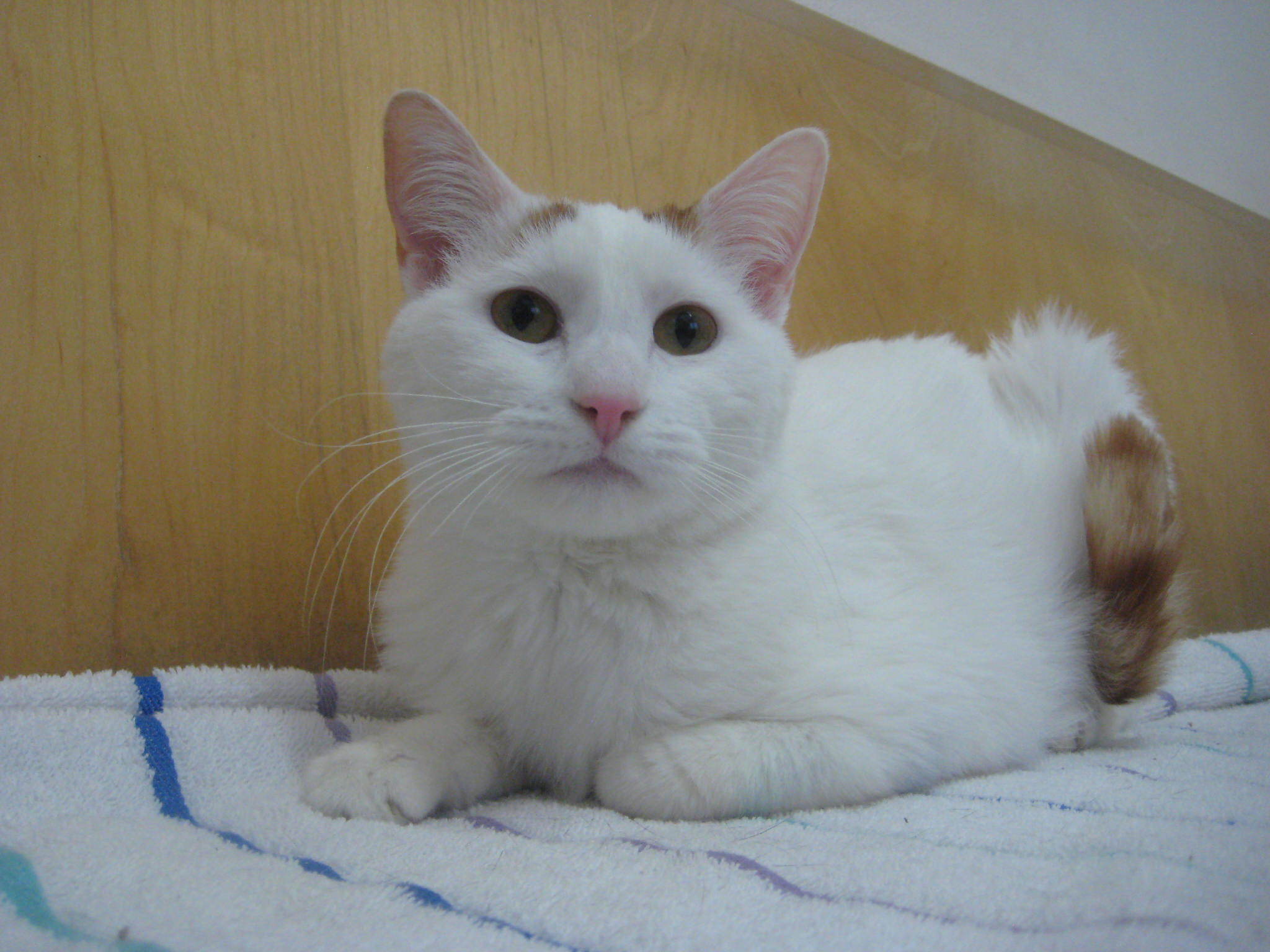 Pumpkin, an adoptable Domestic Short Hair in Upland, CA, 91786 | Photo Image 1