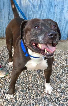 Apollo, an adoptable Mixed Breed in West Olive, MI, 49460 | Photo Image 2