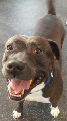 Apollo, an adoptable Mixed Breed in West Olive, MI, 49460 | Photo Image 1