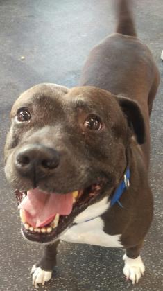 Apollo, Senior Male Mixed Breed