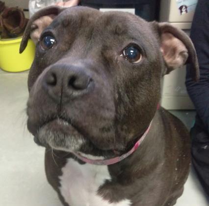 Baby Girl, an adoptable Mixed Breed in West Olive, MI, 49460 | Photo Image 1