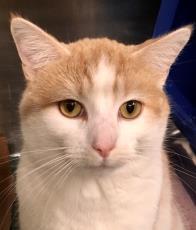 Bits (Chow Hound Byron Center), an adoptable Domestic Short Hair in West Olive, MI, 49460 | Photo Image 1