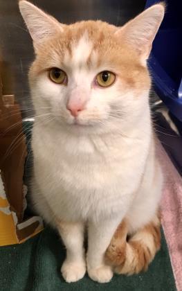 Bits (Chow Hound Byron Center), an adoptable Domestic Short Hair in West Olive, MI, 49460 | Photo Image 2