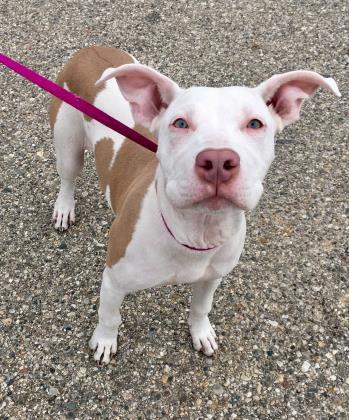 Bubbles, an adoptable Boxer in West Olive, MI, 49460 | Photo Image 1