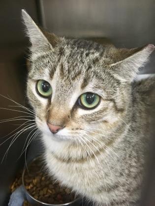 Buckwheat (Barn Cat)