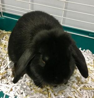 Buggs, Adult Male unknown