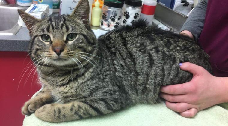 Bunyan, an adoptable Domestic Short Hair in West Olive, MI, 49460 | Photo Image 1