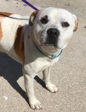 Butch (Benji), an adoptable Mixed Breed in West Olive, MI, 49460 | Photo Image 1