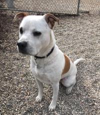 Butch (Benji), an adoptable Mixed Breed in West Olive, MI, 49460 | Photo Image 2