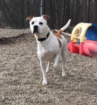 Butch (Benji), an adoptable Mixed Breed in West Olive, MI, 49460 | Photo Image 3