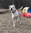 Butch (Benji) photo 3