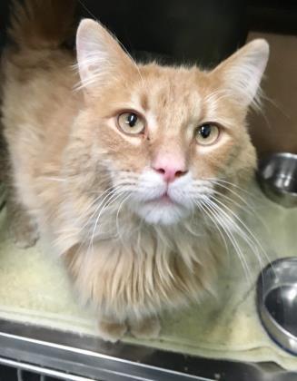 Cheeto (Chow Hound Holland), an adoptable Domestic Long Hair in West Olive, MI, 49460 | Photo Image 1
