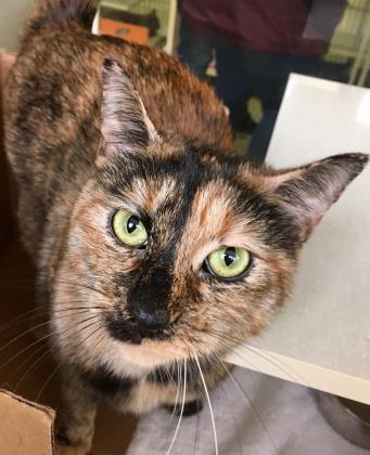 Ebony (Chow Hound Holland), an adoptable Domestic Short Hair in West Olive, MI, 49460 | Photo Image 1