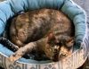 Ebony (Chow Hound Holland) photo 2