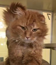 Fido, an adoptable Domestic Medium Hair in West Olive, MI, 49460 | Photo Image 1