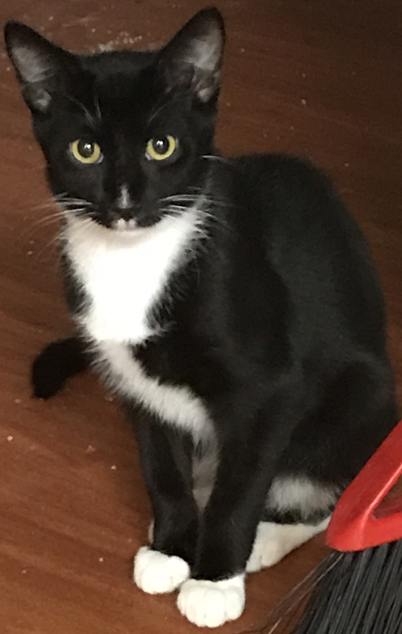 Cat for adoption - Teddy, a Tuxedo 