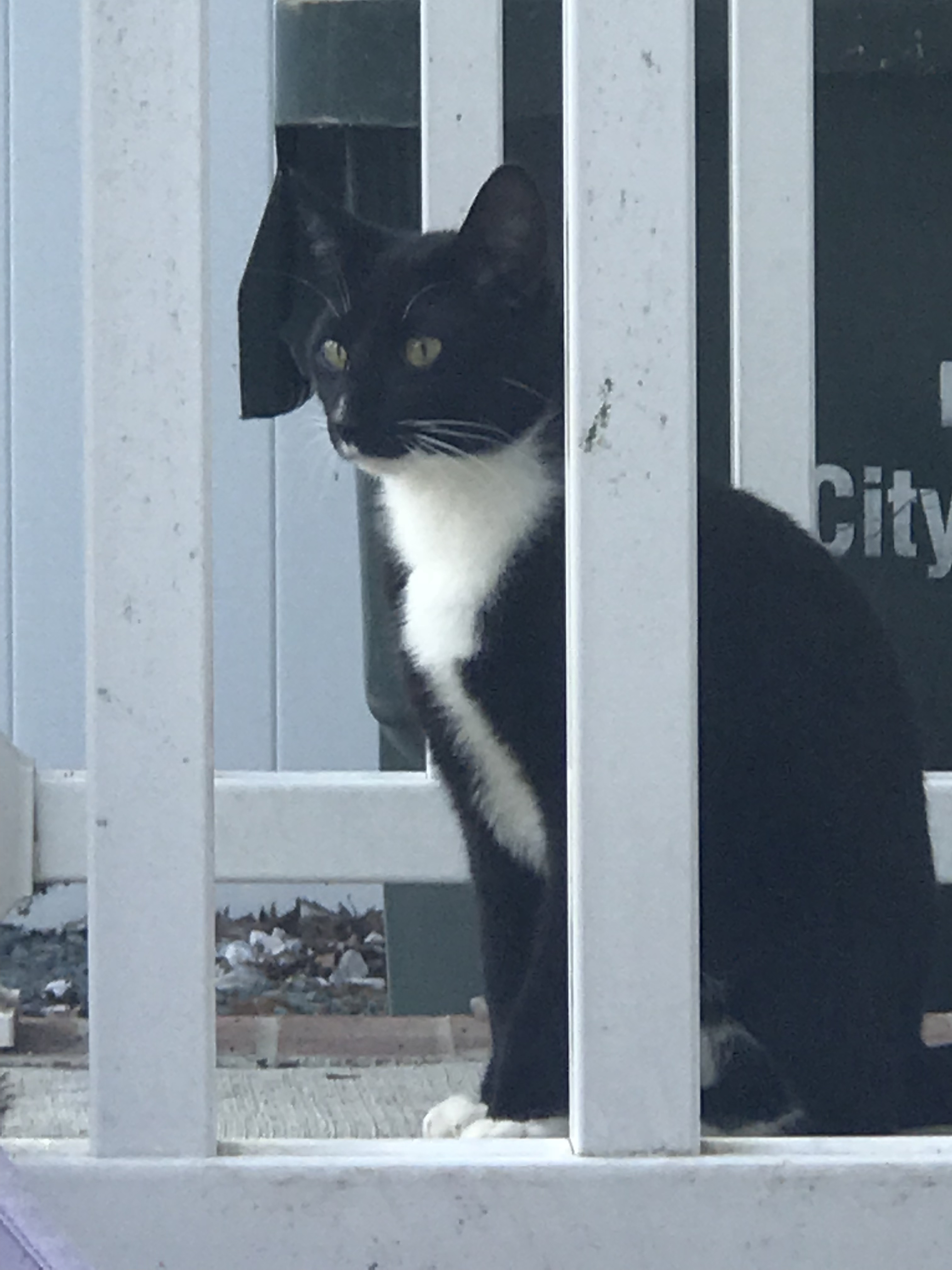 Cat For Adoption Teddy A Tuxedo Domestic Short Hair Mix In Fairfax Va Petfinder