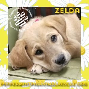 Zelda