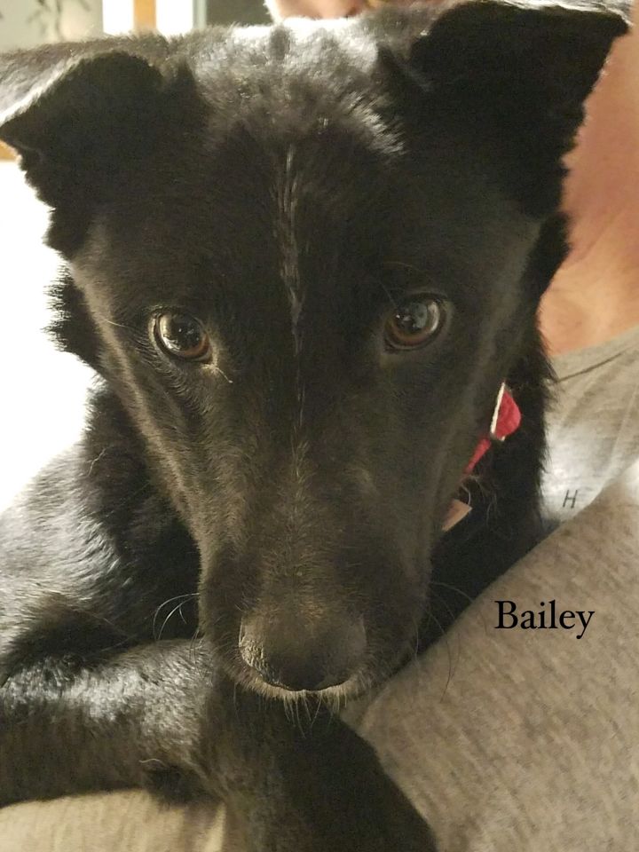 Bailey 3