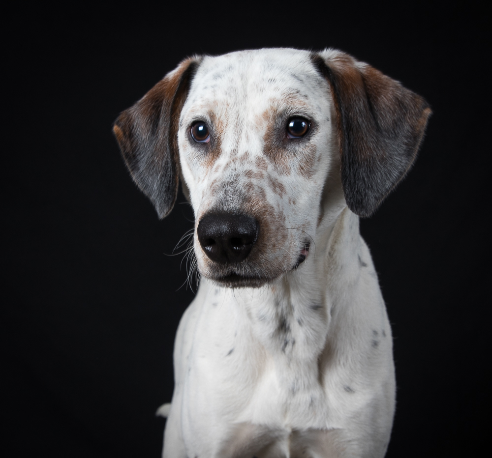 Boba, an adoptable Pointer, Labrador Retriever in La Grange, IL, 60525 | Photo Image 1