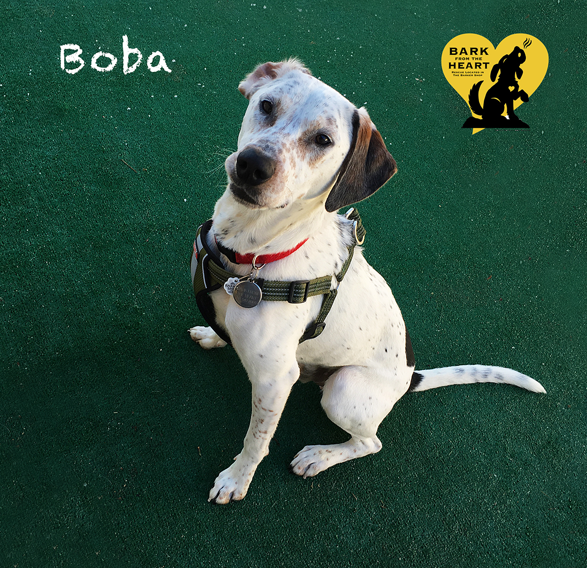 Boba, an adoptable Pointer, Labrador Retriever in La Grange, IL, 60525 | Photo Image 3