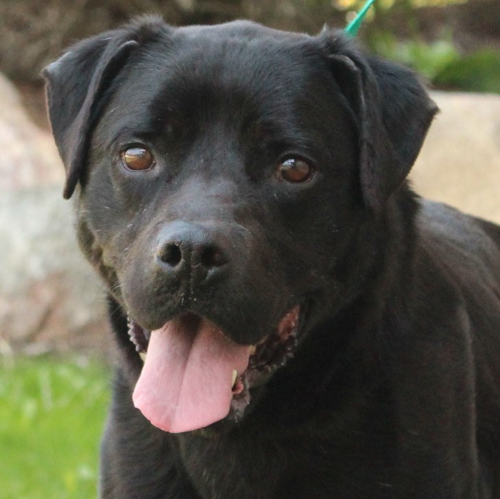 Desire, an adoptable Labrador Retriever in Eaton, OH, 45320 | Photo Image 1