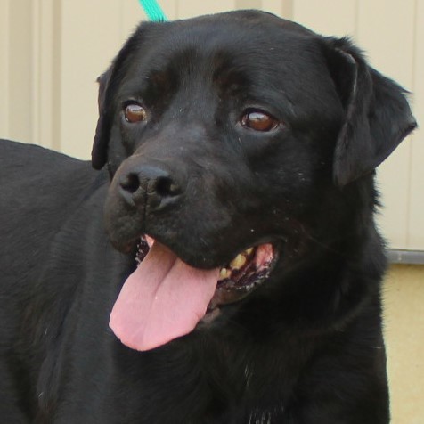 Desire, an adoptable Labrador Retriever in Eaton, OH, 45320 | Photo Image 2