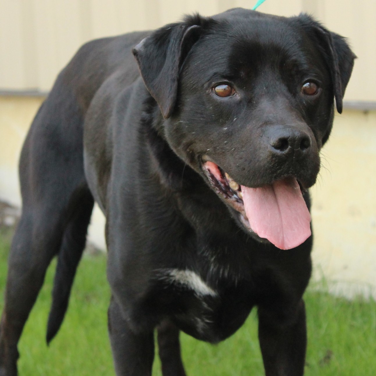 Desire, an adoptable Labrador Retriever in Eaton, OH, 45320 | Photo Image 4